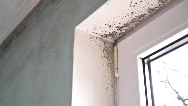Best Biohazard Mold Removal  in Old Miakka, FL