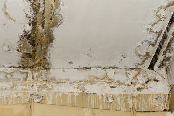 Best Residential Mold Inspection & Testing  in Old Miakka, FL