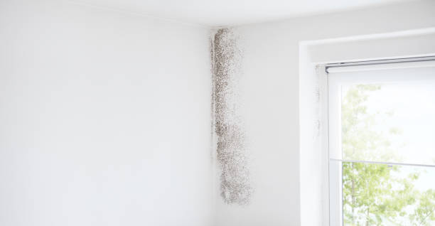 Best Black Mold Removal  in Old Miakka, FL