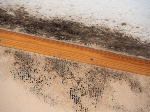 Best Crawl Space Mold Remediation  in Old Miakka, FL
