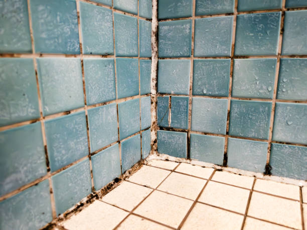 Best HVAC Mold Inspection and Cleaning  in Old Miakka, FL